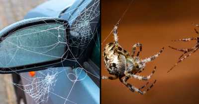 Drivers Warned 'Horny' Spiders Could Land Them With &pound;2,500 Fine