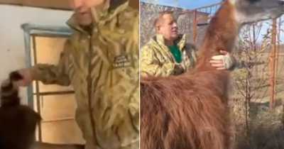 Soldiers Kidnap Angry Racoon And Llama From Zoo - But Animals Fight Back