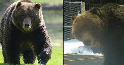 World's Toughest Bear 'The Boss' Survived Being Hit By Train And Is Father To 70% Of Cubs In The Region