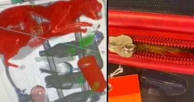TSA Officer "Shocked" To Find Cat Inside Checked Luggage At JFK Airport