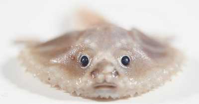'Bizarre' Creatures With Razor-sharp Teeth Discovered For First Time Deep Underwater