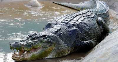 One-Year-Old Boy Eaten Alive By Crocodile, Dad Seriously Injured