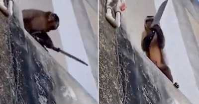Domesticated Monkey Slave Rescued After Being Seen 'Doing Dishes' And 'Sharpening Knife'