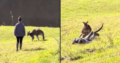 Woman Gets 'Attacked' By Kangaroo After Trying To Get Close Enough To Pat It