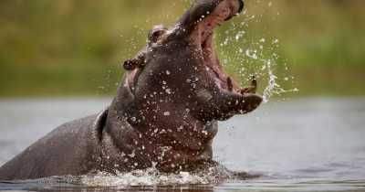 Hippo Swallows 2-Year-Old In Uganda, Spits Him Out Alive