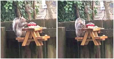 Man Builds Mini Picnic Table For Squirrels To Eat Their Meals, And It's Adorable