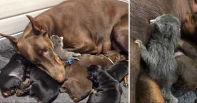 Doberman Dog Adopts Tiny Abandoned Kitten And Nurses Her Alongside Her Puppies