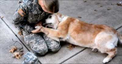 Elderly Dog Cries With Joy When She Sees Her Best Friend Returning From The Army
