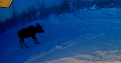 Rare Footage Of Moose Losing Its Antlers Goes Viral