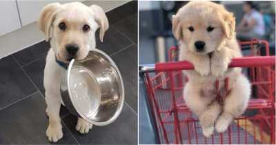 30 Adorable Puppies Who Can Give You Tons Of Positive Vibes