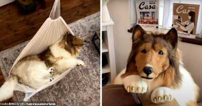 Man Who Turned Into A Dog For $15,098 Worries His Friends Will Think He's Weird