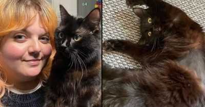 Woman Spends $12,500 At The Vet Only To Be Told Her Cat Is Just Weird