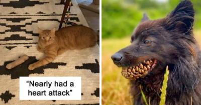 Pets Who Unintentionally Gave Their Owners A Heart Attack