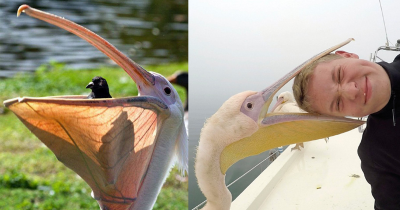 Pelicans Are a Menace and Will Try To Eat You