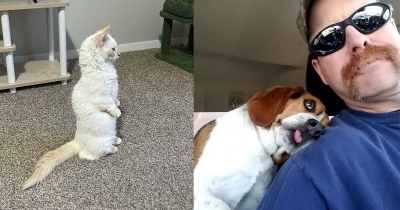 Pet Rescue Pics That Heal Your Heart, Do The Dishes and Take Out The Trash