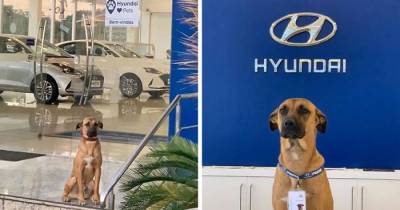 Stray Dog Keeps On Visiting Hyundai Dealership So They Hired Him And Gave Him His Own Badge