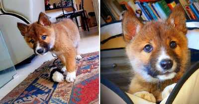 This Stray Puppy Found In Australia Turned Out To Be Rare Breed Of Endangered Dingo