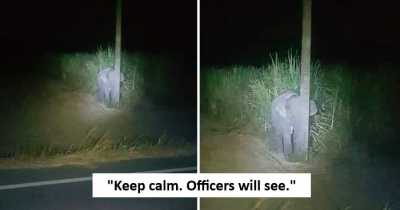 This Baby Elephant Tried To Hide Behind A Pole After Getting Caught Eating Sugarcane