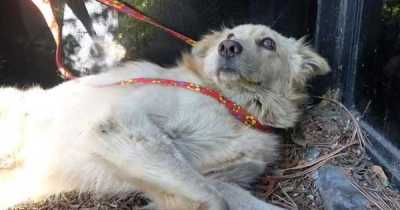 An Injured Dog Was Rescued And placed In A Good Home After Being kicked Hard In The Stomach