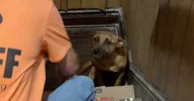 Loyal D&sigma;g Waits For Weeks In Em&rho;ty House After Family Lea&nu;es Him Behind