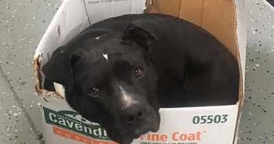 This Rescue Dog Still Sleeps In His Cardboard Box. I Don't Know Whether To Cry, or ...