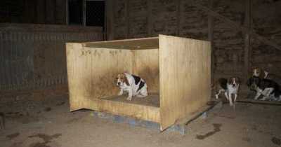Frightened Puppy Mill Dog Hides Her Puppies In The Wall To Keep Them Safe
