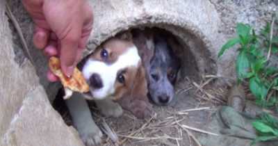 Man Makes Moving Promise To Dog Who Passed Away After Giving Birth