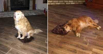 Woman Mistakenly Ordered A Tiny Dog Bed And The Dog Pretends Everything Is Fine