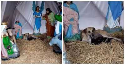 Stray Dog Gets In Nativity Scene Manger And Comes With A Heartwarming Surprise For The Community