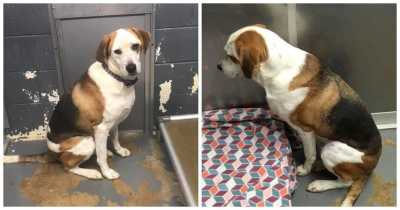 Abandoned Dog Who'd Lost All Hope Finds Forever Family Thanks To Viral Facebook Post