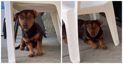 Poor Puppy Waited Outside Dollar Store For Almost A Month Hoping Someone Might Notice Him