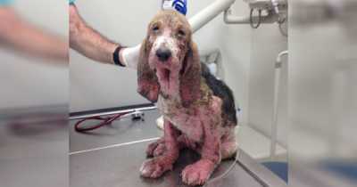 Rescuer Finds Dying Puppy On Her Street And Nurses Him Back To Health