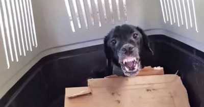 Aggressive Dog Gives In And Lets Rescuer Touch Him For The First Time