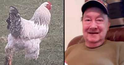 Man Died After &lsquo;Brutal&rsquo; Chicken Attack By Rooster &lsquo;With Violent Past&rsquo;