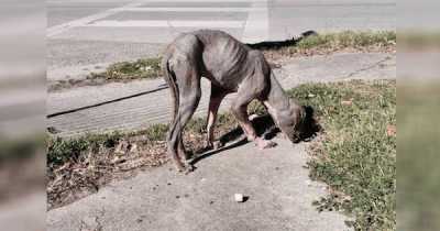 Starving, Hairless Dog Grows Back His Coat & Finds His Forever Home