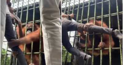 Influencer Jumps Zoo Enclosure Fence To Taunt Orangutan - And It Makes Him Instantly Regret It