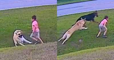 Unbelievable Moment 6-Year-Old Boy's Dog Saves Him From Attack By Neighbor's Dog