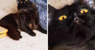 37 Adorable And Hilarious Reactions Of Pets Trying Something For The First Time