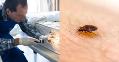 People Are Only Just Learning The 'Terrifying' Way Bed Bugs Mate And Spread