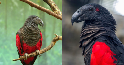 This Gothic Bird Is Surely The Only Authentic Count Dracula Of The Wildlife
