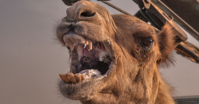 Camel Bites Off Owner&rsquo;s Head After Being Tied Up In Heat All Day