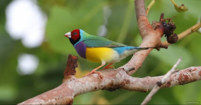 With Gorgeously Colorful Plumage, This Bird Looks Like A Unique Moving Painting Pallete