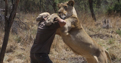 â€‹Eight Percent Of Americans Think They Could Beat A Lion In A Fist Fight