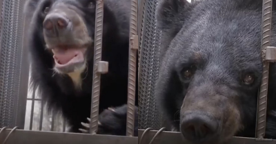 Family Raised A 250-pound Dog For 2 Years Only To Find Out It Was A Bear