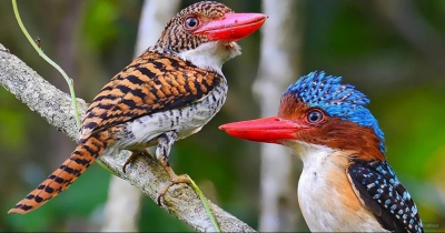 The Kingfisher's Colorful Secret: Discover the Waves of Exclusively Banded Plumage