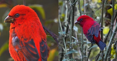 Discover The Stunning Beauty Of The Scarlet Finch, A Feathered Gem Of The Avian World