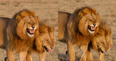 Rare Sight Of Giggling Lions At Masai Mara National Park