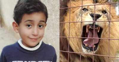 6-Year-Old Fatally Mauled By Lion After Climbing Through Protective Fence