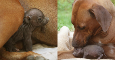 Loving Dog Adopts Orphaned Piglet And Raises Her As One Of Her Own