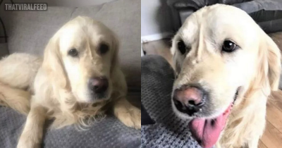 Rescue Dog Escapes New Owners And Walks 40 Miles Back To Old Home That Gave Up On Him